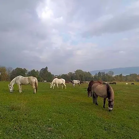 Siedlisko Na Jastrzabce