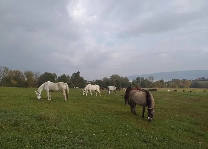 אכסניה Siedlisko Na Jastrzabce